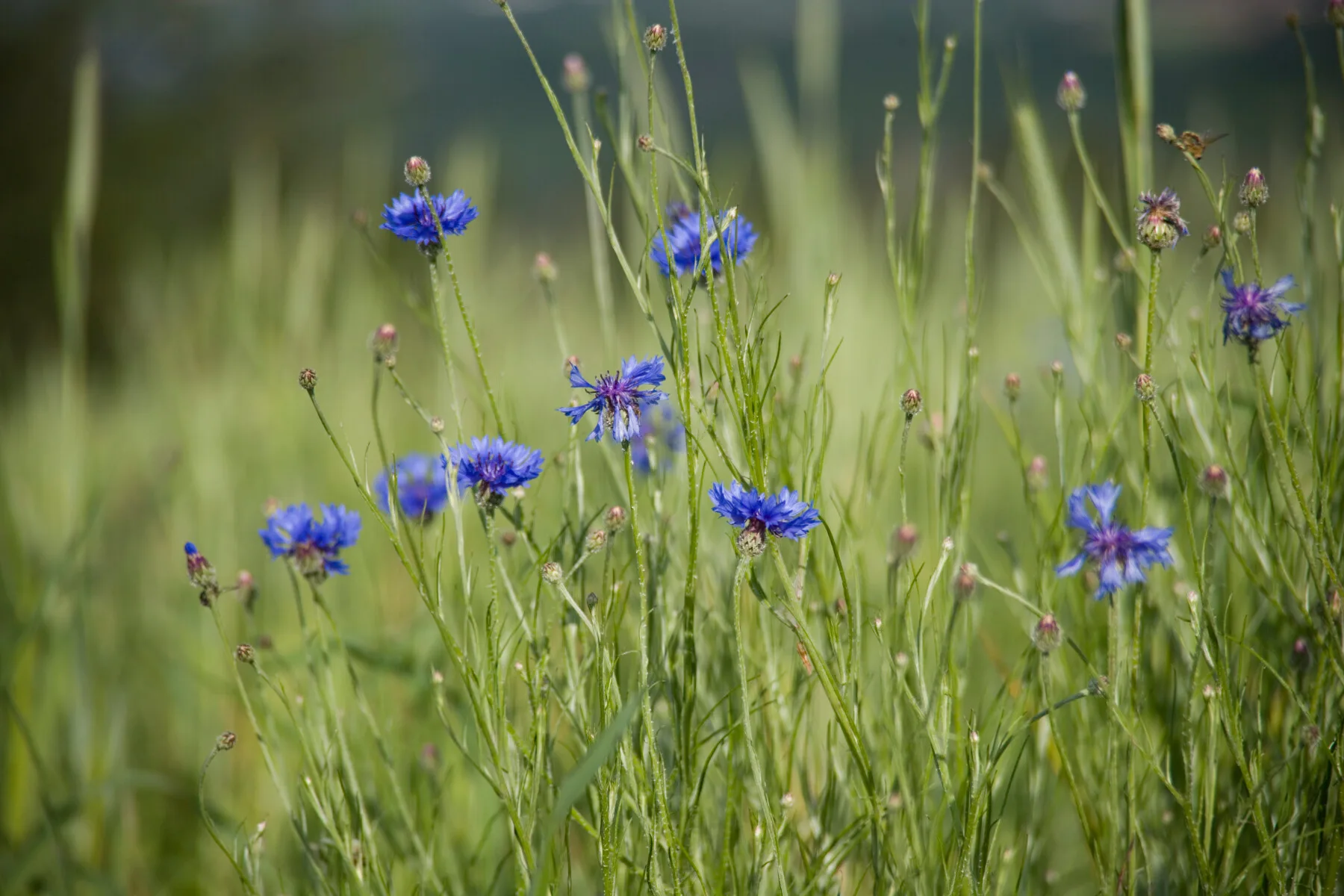 Bleuets, jardin Aveyron