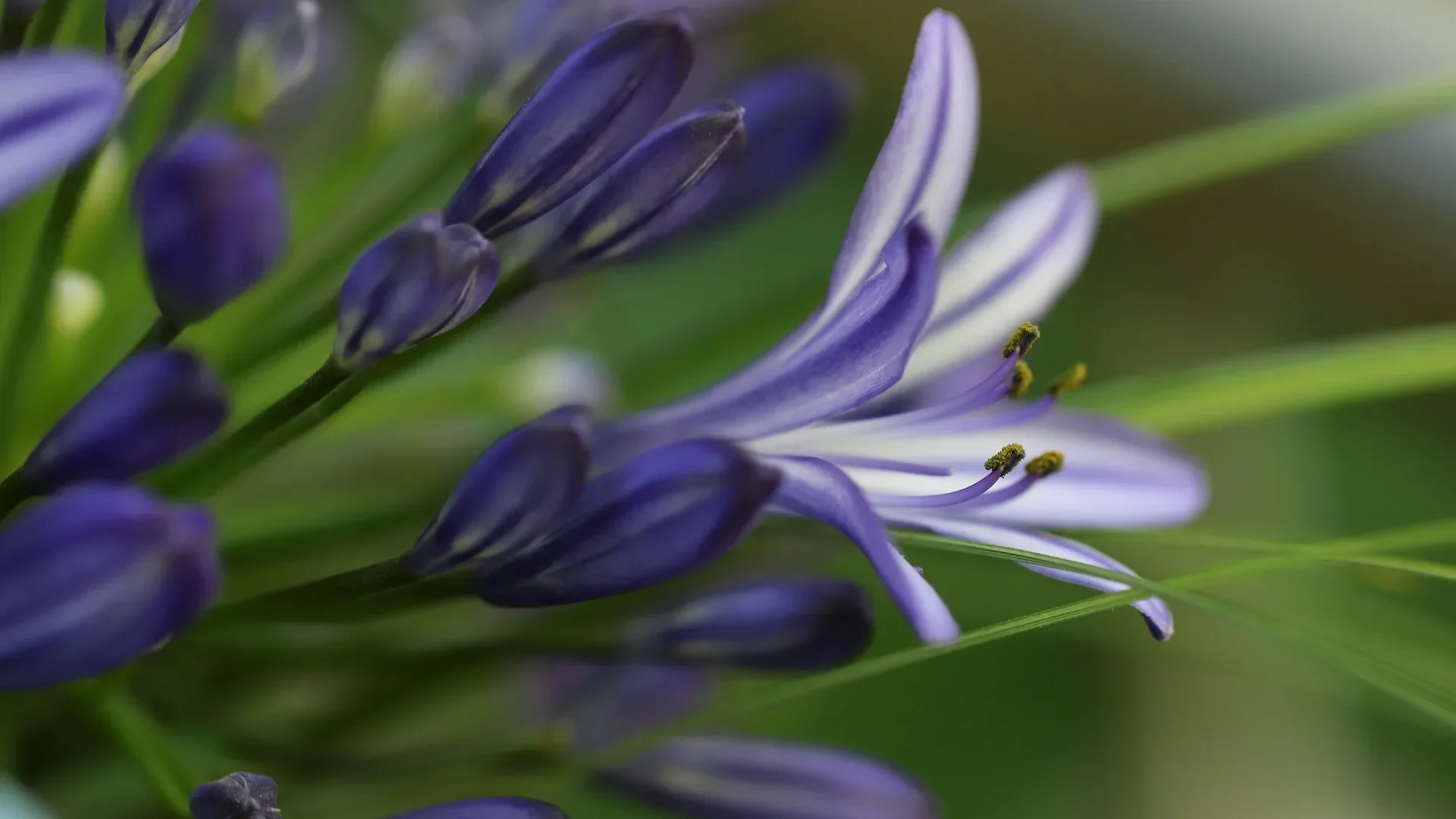 Agapanthe, jardin remarquable Aveyron