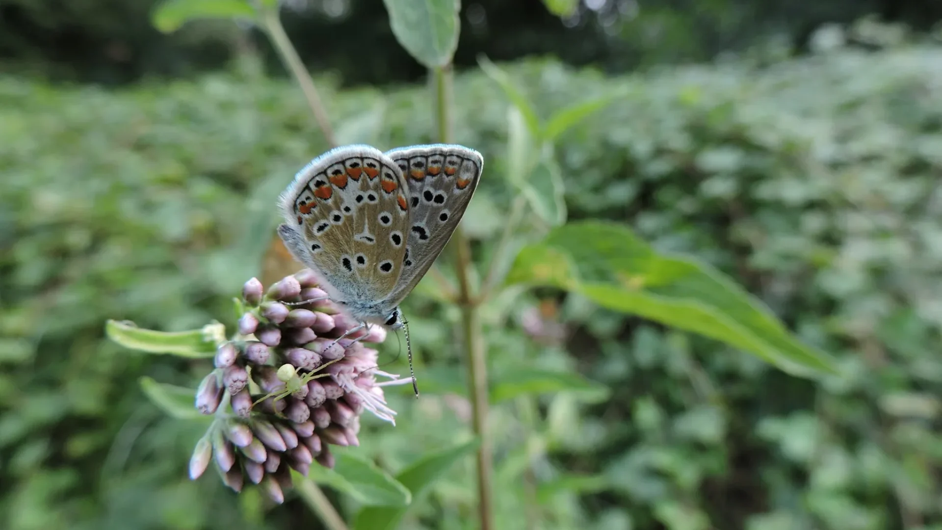 Papillon, Espaces Naturels Sensibles