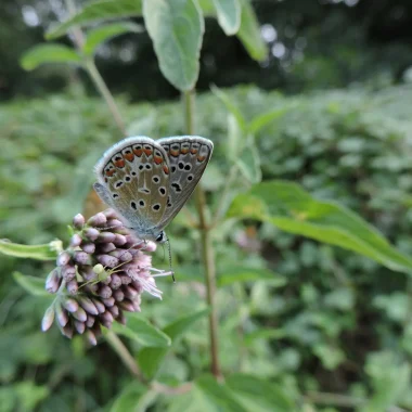 Papillon, Espaces Naturels Sensibles