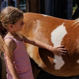 Expérience à vivre avec les chevaux